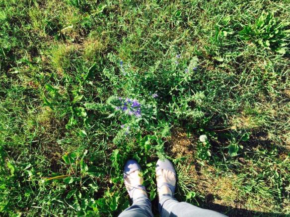 13435644_10154119365716236_2044001197_n