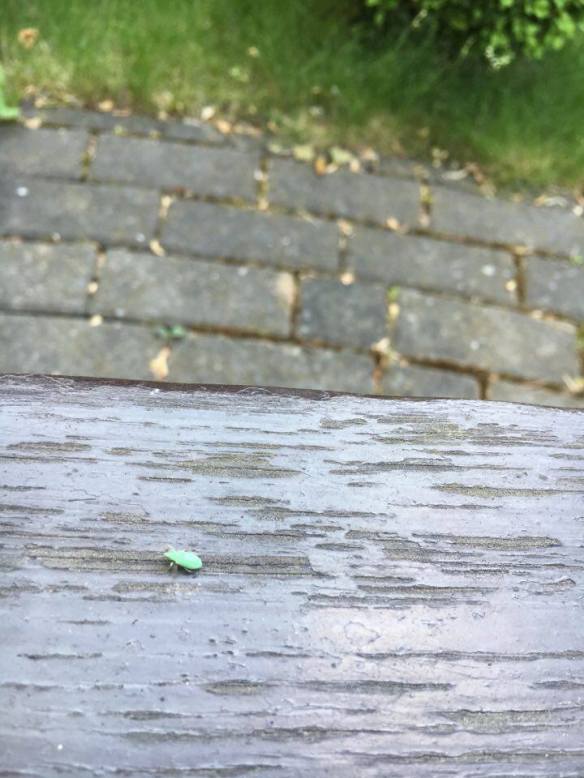 13444537_10154119366016236_1012895502_n