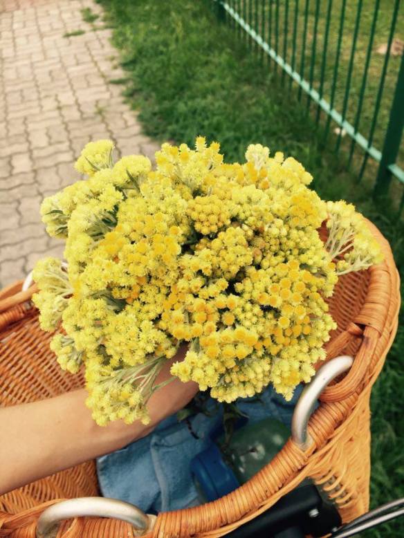 13936734_10154263172381236_1643367204_n