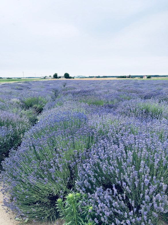 FB273361-BF75-49A0-98FD-6BF56075B49B