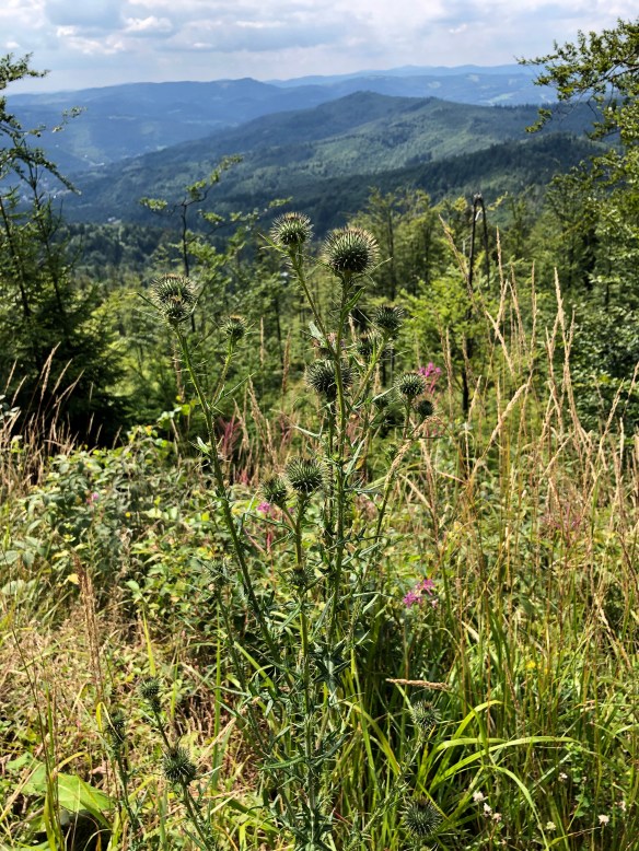 134C5885-0C63-4758-8208-B978F9590D14